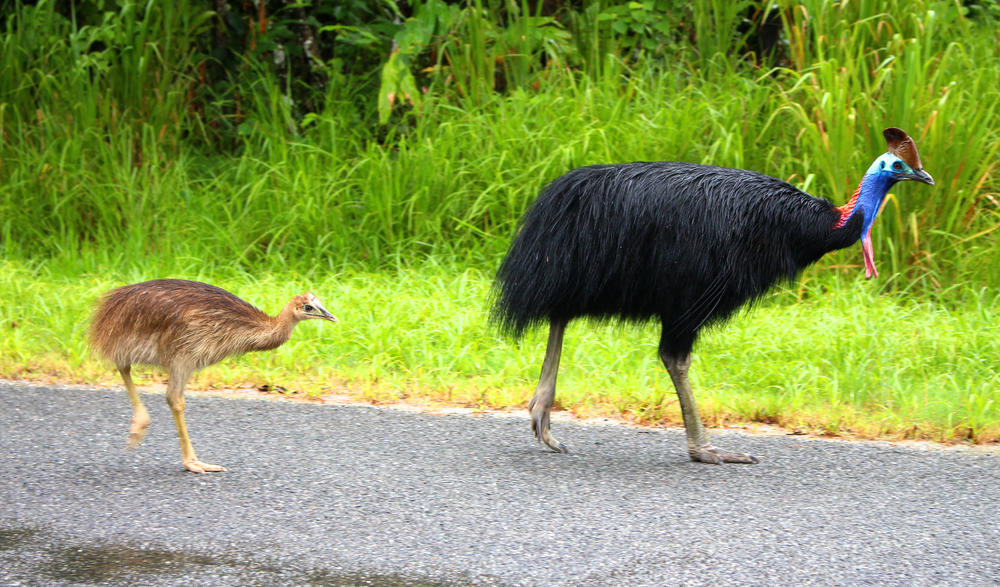 Außergewöhnliche Fauna: Vielfarbige Vögel – wie hier Kasuare – lassen sich in Australien beobachten.