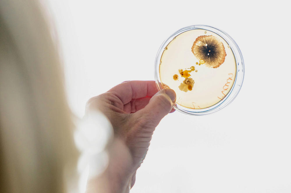 Hand einer Frau hält eine transparente Petrischale mit braunen Pilzproben hoch