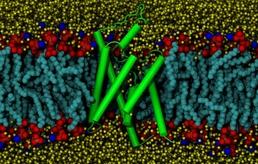Protein-Zellmembran umgeben von Wasser © FB Physik, AG Bondar, Suliman Adam
