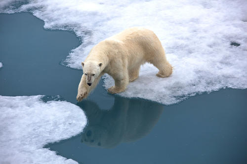 Bodenverlust: Der Klimawandel lässt nicht nur den Lebensraum der Eisbären schmelzen. Zwar verlangsamt sich zurzeit der Temperaturanstieg in der Atmosphäre, dafür erwärmen sich die Ozeane, beschreibenWissenschaftler im neuenWeltklimareport.
