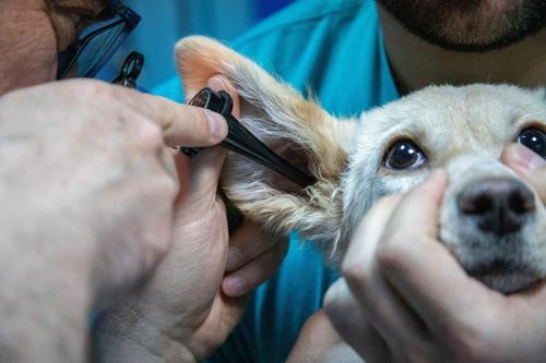 DiDi_vet soll als digitaler Assistent Tierärzt*innen bei der täglichen Arbeit unterstützen.