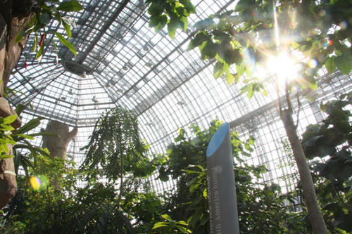 Das mehr als 100-jährige Große Tropenhaus wurde bei strahlender Herbstsonne wiedereröffnet. Mehr als 4000 Pflanzen sind wieder eingeräumt