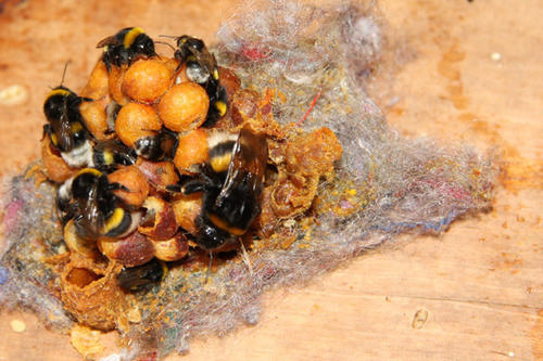 Auch Hummeln tummeln sich im Bienengarten