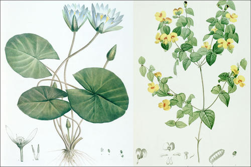 Die Pflanzenillustrationen zeichnete der berühmte Blumenmaler Pierre-Joseph Redouté. Hier zu sehen die blaue ägyptische Seerose und aus Australien das Platylobium formosum.
