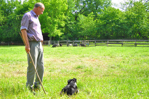 Schäfer Hagge aus Hahneberg und sein Hütehund.