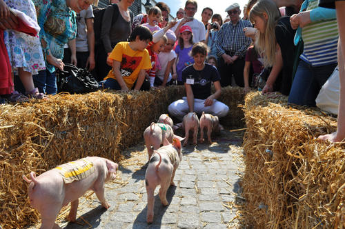 Ferkel "Angie" setzte sich gegen "Peer", "Renate", "Oskar" und "Philipp" durch und errang den ersten Platz.