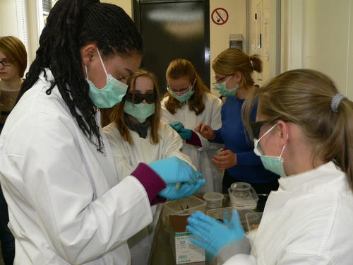 Junge Frauen für naturwissenschaftliche und technische Berufsfelder begeistern: Schülerinnen experimentieren in einem Labor des Fachbereichs Biologie, Chemie und Pharmazie.
