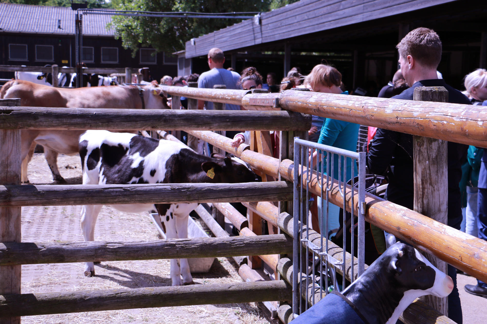 Was machen die denn hier? Der Streichelzoo beim Tag der offenen Tür am Fachbereich Veterinärmedizin war besonders beliebt.