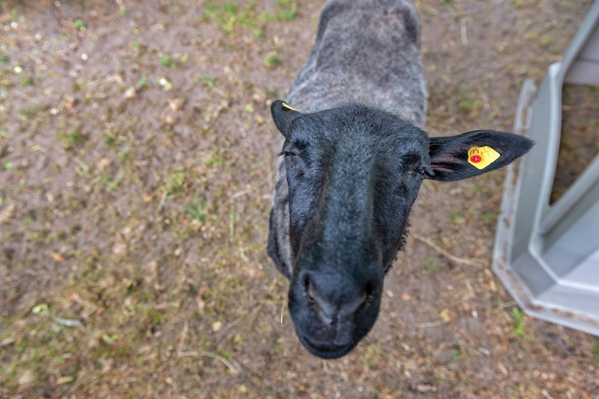 Da kiekste! Beim Tag der offenen Tür am Fachbereich Veterinärmedizin konnten Besucher einen abwechslungsreichen Tag rund um das Leben mit Tieren verbringen.