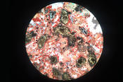 Blick ins Mikroskop: Gesteinsdünnschliff eines Lamproits in polarisiertem Licht.