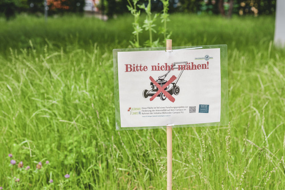 Das Projekt „Blühender Campus“ setzt sich für mehr Artenvielfalt auf den Grünflächen der Freien Universität ein.