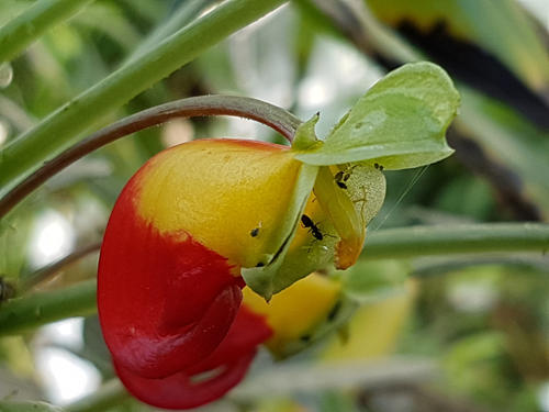 Im Orchideenhaus trinken Ameisen vom Nektar der Blüte des Niamniam-Springkrauts (Impatiens niamniamensis).