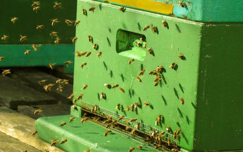 Die Bienen brüten seit Januar und erreichen gerade die maximale Brutmenge.