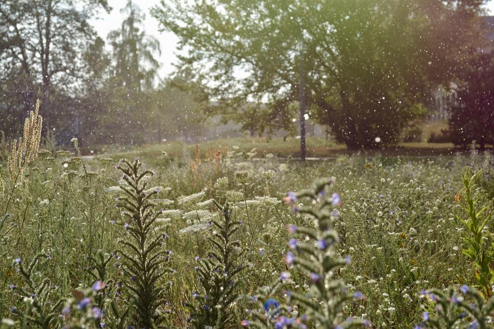 Campus Dahlem im Sommerregen: Wer viele Blüten anbietet und auf häufiges Mähen und Pestizide verzichtet, leistet einen guten Beitrag zum Schmetterlingsschutz.