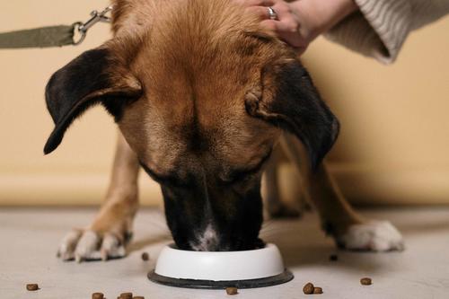 Wie ernähre ich meinen Hund? Welche Probleme kann es geben? Prof. Dr. Jürgen Zentek vom Institut für Tierernährung am Fachbereich Veterinärmedizin klärt auf – am 24. Oktober um 14 Uhr.