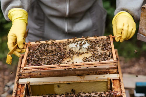 Bei der Veranstaltung am 15. Dezember um 10.45 Uhr gibt Imkermeisterin Stefanie Ludewig Einblicke in die Bienenhaltung.