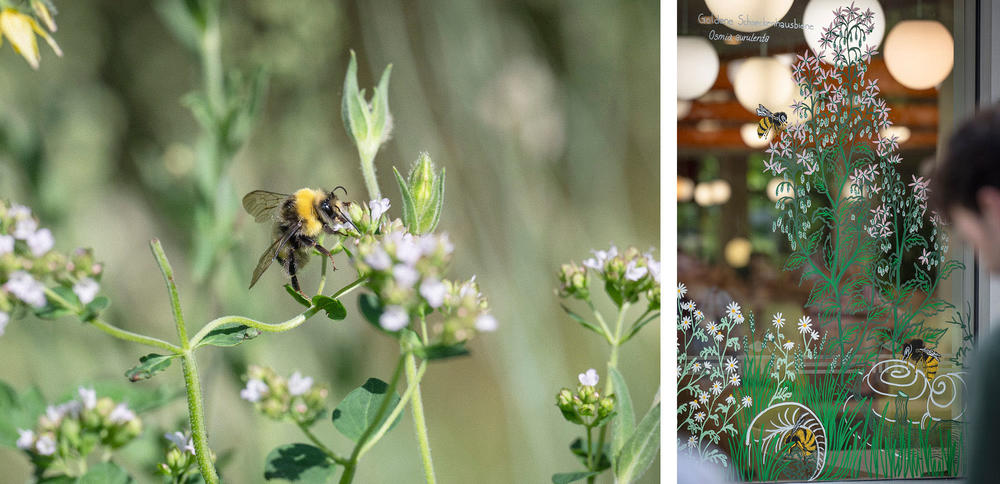 Living Lab für mehr Vielfalt: Wildbienen und viele andere Arten kehren zurück auf den Campus, wenn wir unsere ästhetischen Vorstellungen hinterfragen und aktiv Raum für urbane Wildnis schaffen.