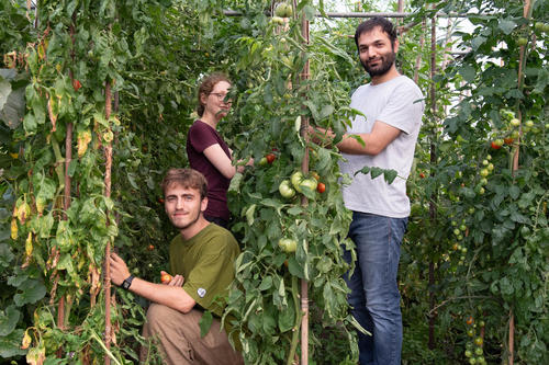 Gut geschützt im Folientunnel gedeihen Tomaten und viele andere biologisch gedüngte Gemüsesorten prächtig. Nils, Marlene und Noorullah (v.l.n.r.) brauchen nur noch zuzugreifen.