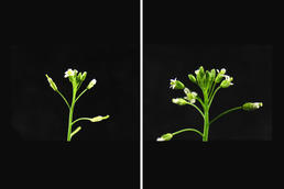 Less is more: targeted deactivation of genes that break down the hormone cytokinin triggers a sharp rise in seed yield in Arabidopsis thaliana (right).