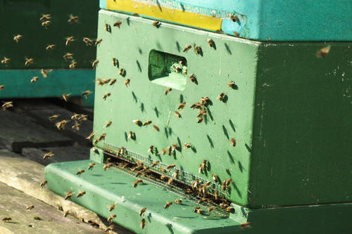 Bienenausflug in den vergangenen Tagen
