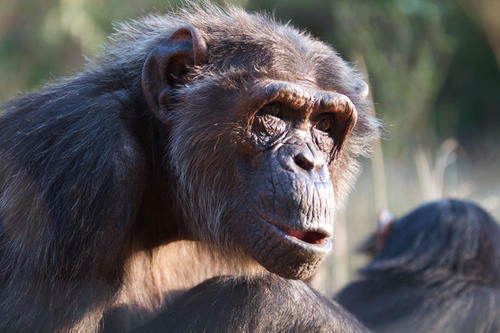 Menschenaffen sind keine Kuscheltiere: Forscher beobachten die schon etwas ältere Schimpansin Masha.