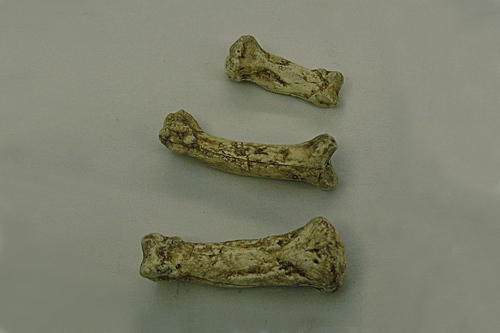 Abgüsse der Fingerknochen des 4,4 Millionen Jahre alten Ardipithecus ramidus „Ardi“.