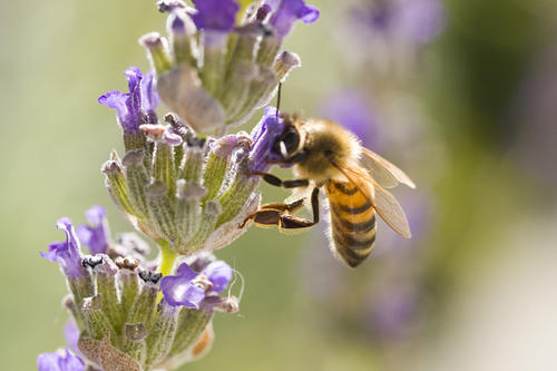 Bienen sind für viele Wissenschaftsbereiche interessante Forschungsobjekte, etwa für die Biologie, die Veterinärmedizin und die Informatik.