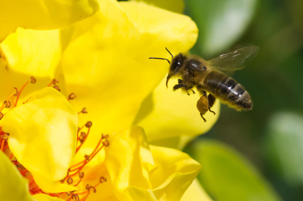 Intelligente Tiere: Über die Hirnaktivität von Bienen will das Team um Informatikprofessor Tim Landgraf Erkenntnisse beispielsweise für den Verkehrsfluss von E-Autos gewinnen.