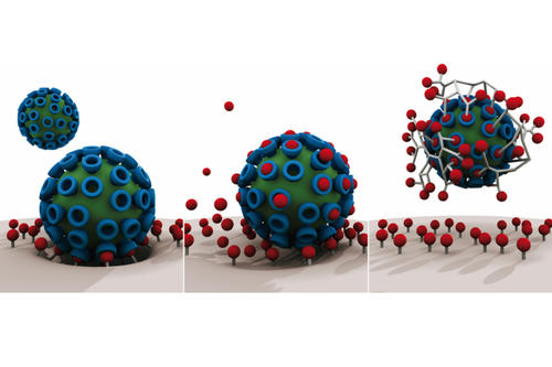 Ein Virus (blau-grün) bindet sich an die Oberfläche der Wirtszelle (Bild 1). Klassische Wirkstoffe (rot) hemmen diese Wechselwirkung nicht (Bild 2), multivalente Virus-Inhibitoren hingegen (grau) verhindern die Anbindung des Virus (Bild 3).