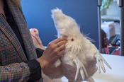 „Schön ist an diesem Modell auch die befiederte Kloake“, sagt Vera Losansky. Die Kloake, das ist beim Huhn der eine „Ausgang“ für alles: Urin, Kot und Ei.