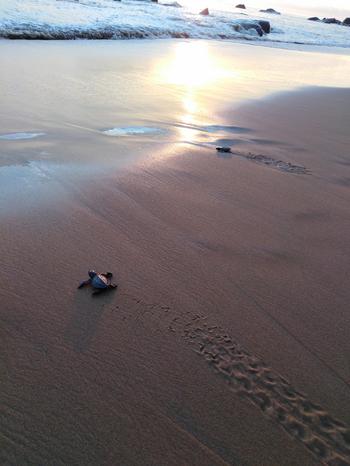 Eine frisch geschlüpfte Babyschildkröte an einem Strand in der Nähe von Cayenne.