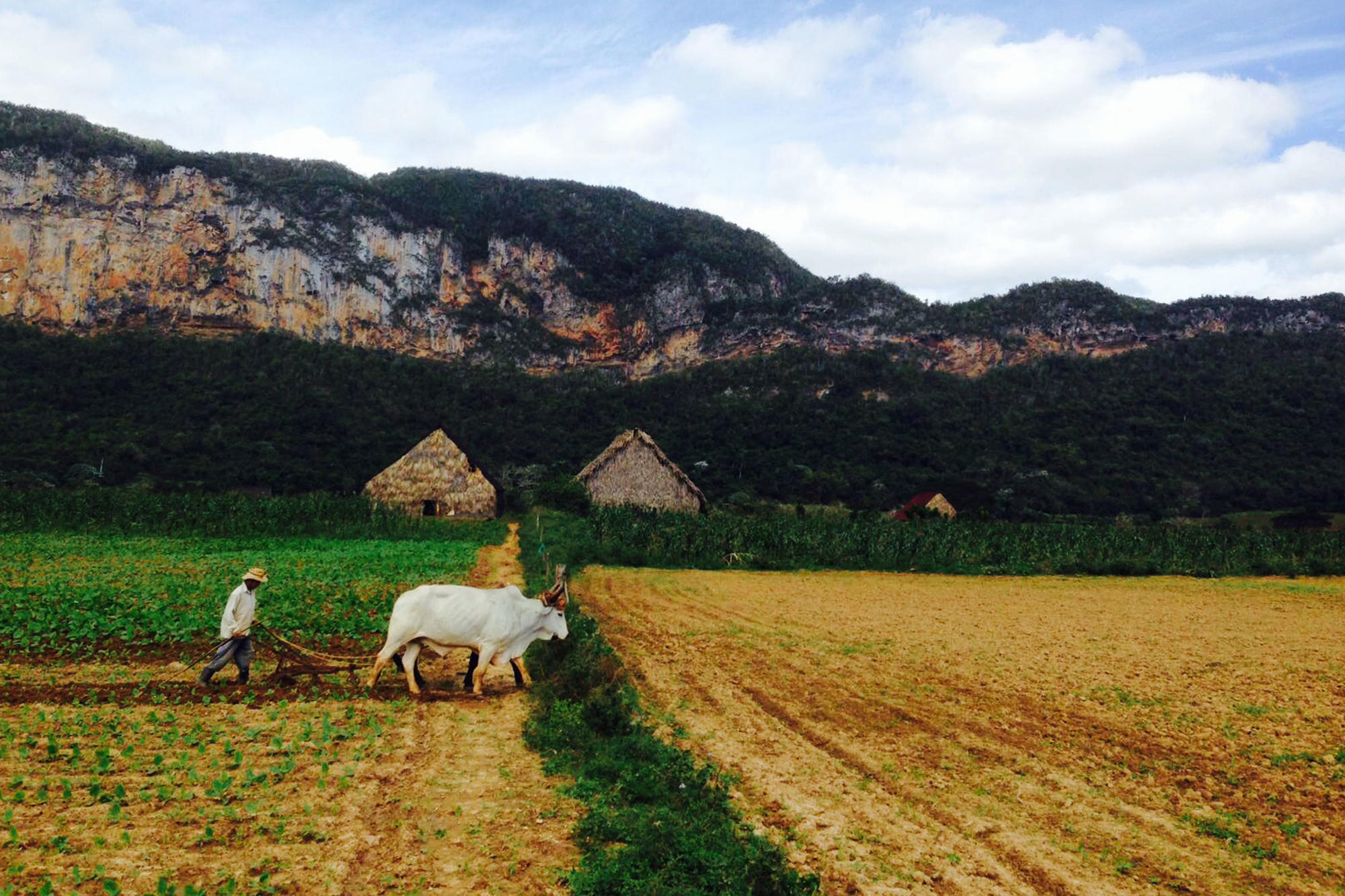 Landschaft in Viñales, Kuba.