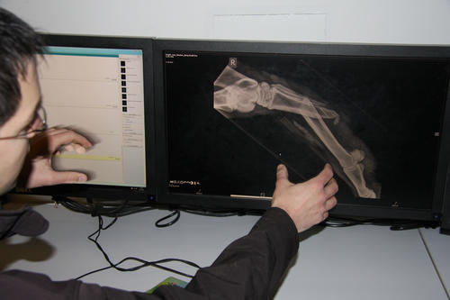 Auf dem digitalen Röntgenbild zeigt Dr. Klaus die komplizierte Beinfraktur eines Pferdes