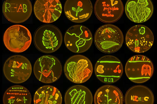 Achtung, Kunst: Hier hat das Team mit fluoreszierenden Bakterien auf Agar-Platten „gemalt“.