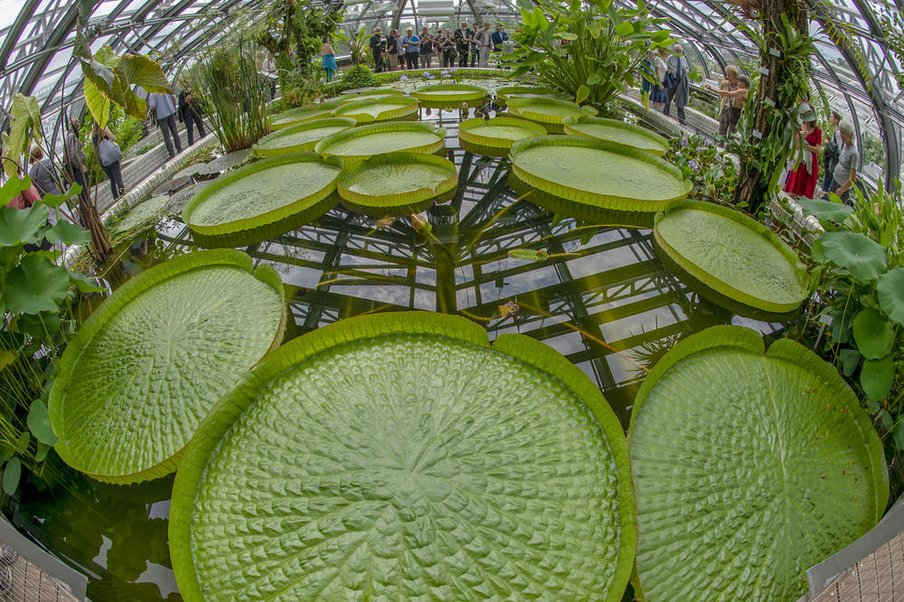 Tourist magnet: Every year the giant water lily Victoria attracts plant lovers from around the world.