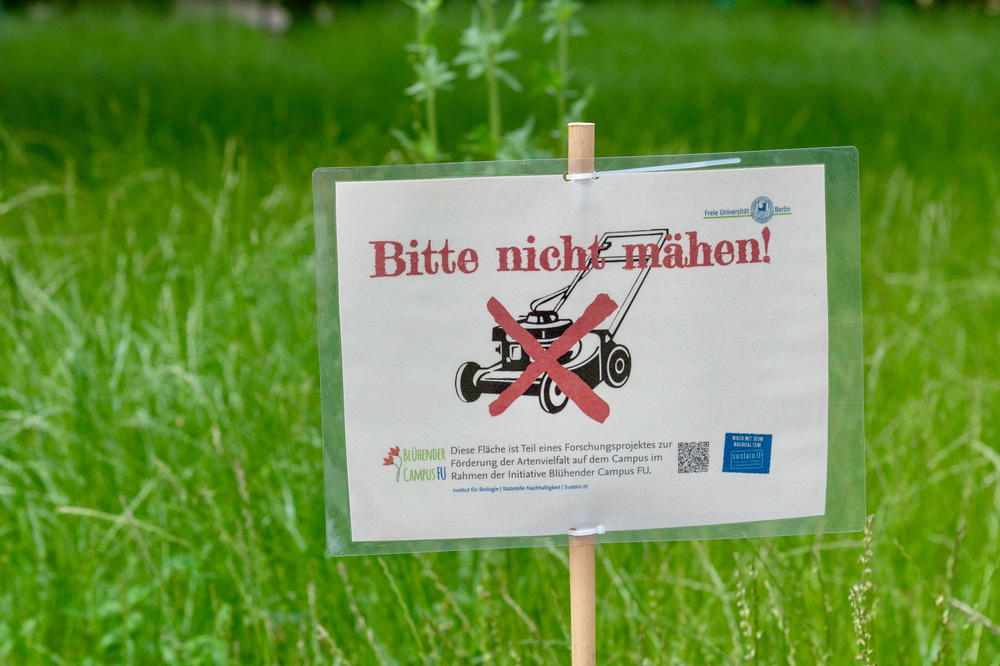 A makeshift sign on the edge of the lawn: Please don’t mow!