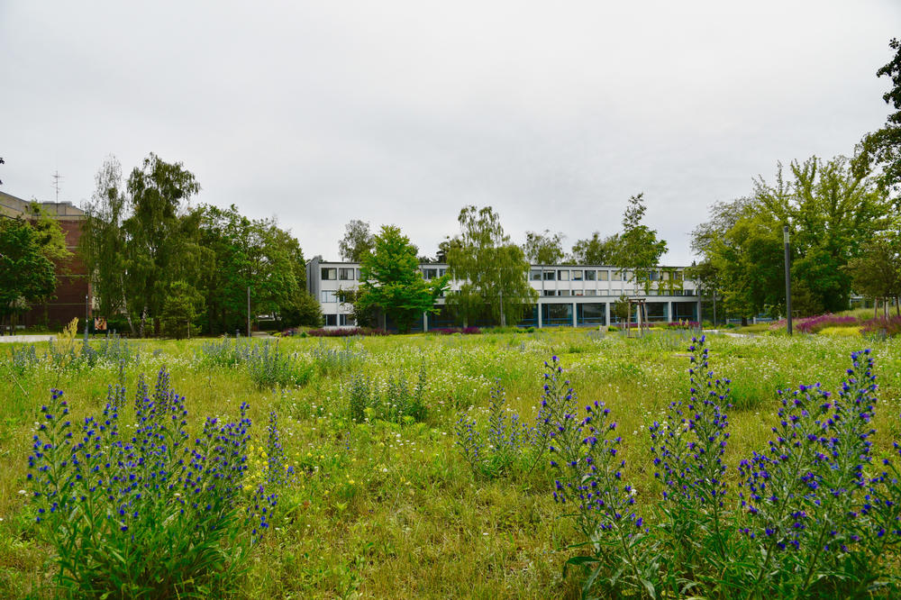 An unmowed meadow in front of the Veggie Dining Hall on Van’t-Hoff-Straße.