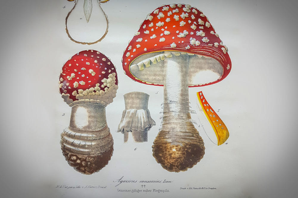 Numerous volumes of the mushroom collection on display in the Botanical Museum document the historical development of botanical illustration, e.g., this toadstool copper engraving from 1842.