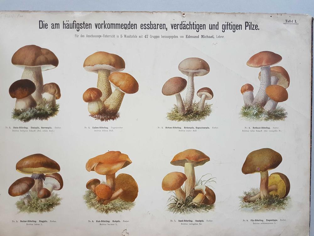 A chromolithography from 1872 about the most important mushrooms, drawn by Ernst Buschendorf.