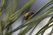 Pine trees can prepare for feeding by pine common sawflies. Researchers at the Institute of Biology study this "plant memory."