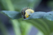 The cabbage white caterpillar attacks all types of cabbage. Researchers at the Institute of Biology study the defense mechanisms of plants.
