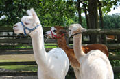 The alpacas are not affected by the corona crisis. They continue to be cared for twice every day.