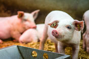 The caretakers first do twice the usual work in feeding and cleaning out the pens, and then have a free shift.