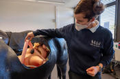 Entrails for educational purposes: The life-size model of a horse allows veterinary students to better understand what causes colic and how to treat it.