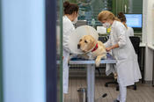 Around the clock: At Freie Universität’s small animal clinic, veterinarians provide medical care for animals large and small.