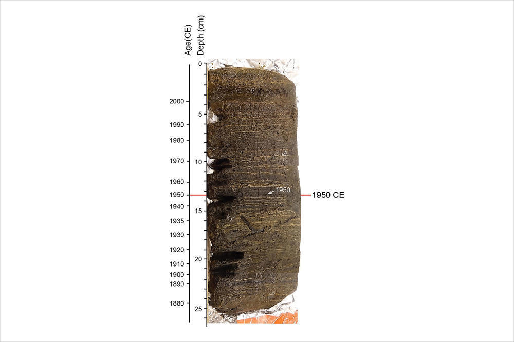 Sediment core from the bottom of Crawford Lake. Like tree rings, scientists can calculate the age of the deposit by counting the annual layers. Microscopic and geochemical analyses show evidence of human activity, such as radionuclides and industrial