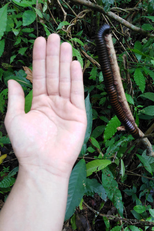 There are a lot of animals in the jungle around the remote town of Saül – including this giant centipede.