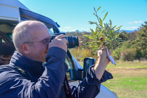 Thomas Borsch in Georgia, examining a wild pear plant.