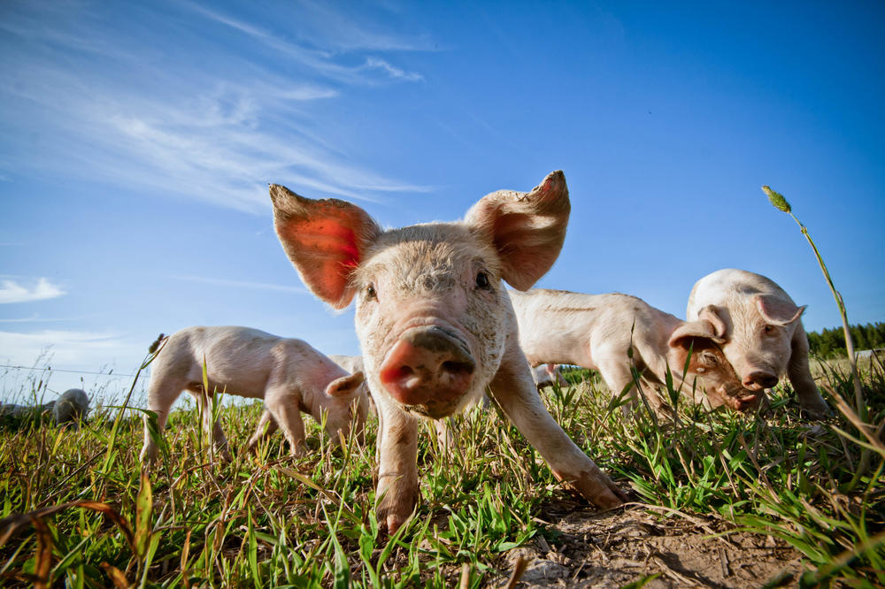 Pigs are omnivorous animals. Scientists at Freie Universität are currently researching how best to feed them, especially in a way that is environmentally friendly.