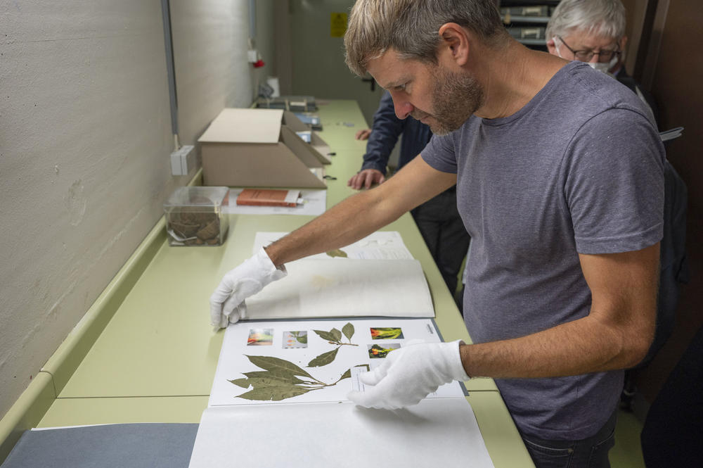 Nils Köster, curator for tropical and subtropical living plant collections, examines historic herbarium specimens.